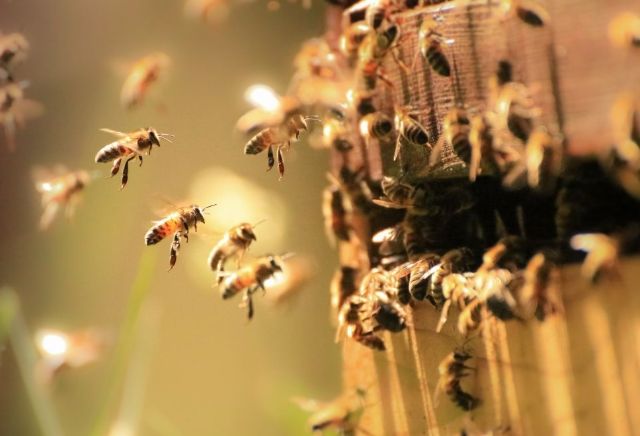 Le AIL SA mettono a disposizione i loro terreni agli apicoltori ticinesi