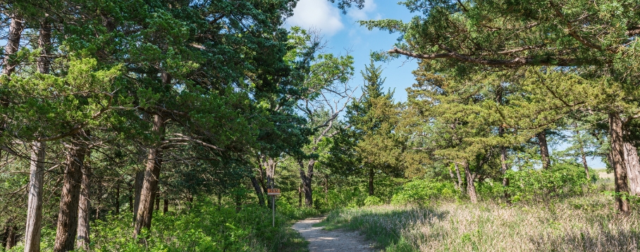 Gas naturale e biogas